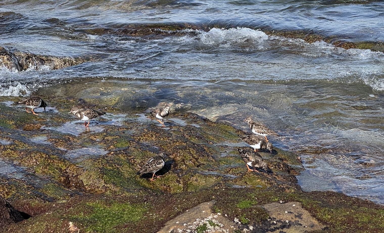 Costa Quebrada celebra el Día Mundial del Medio Ambiente con un territorio donde la biodiversidad, la geología y la sociedad caminan juntas