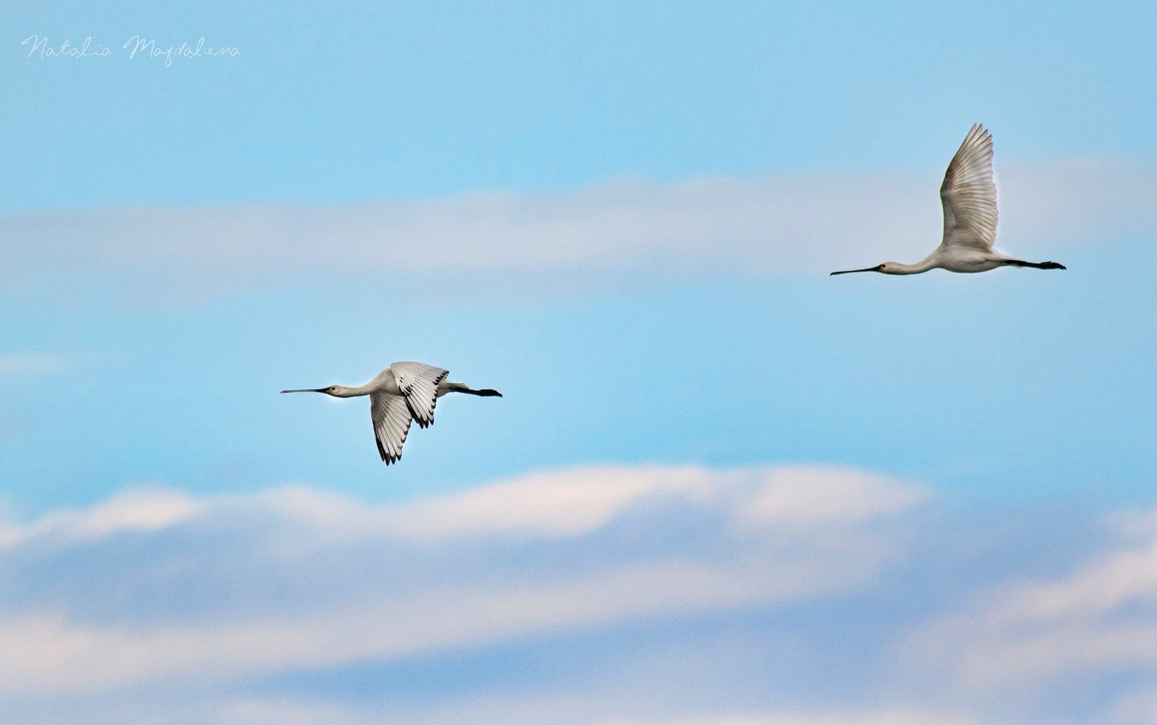 El geoparque recibe a las aves migratorias